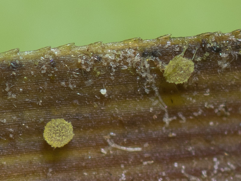 Coronellaria benkertii